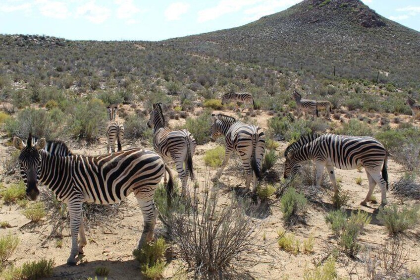 Zabras grazing