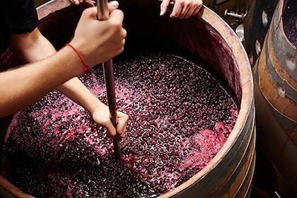 Florence: Wine Making Private Experience In a Vineyard in Tuscany