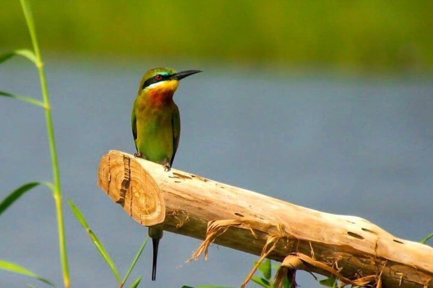 Muthurajawela Marsh