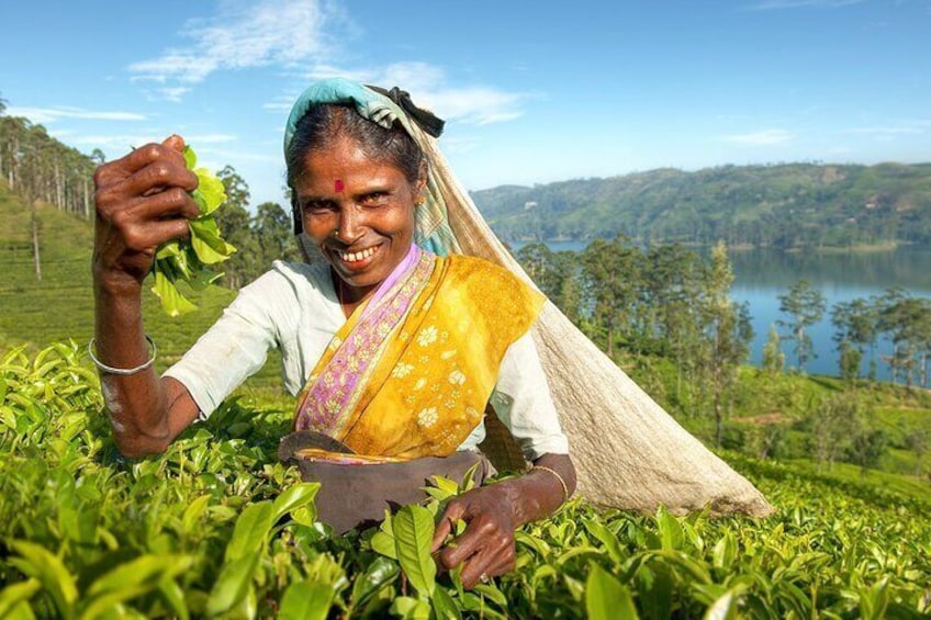 Tea Plantation in Colombo