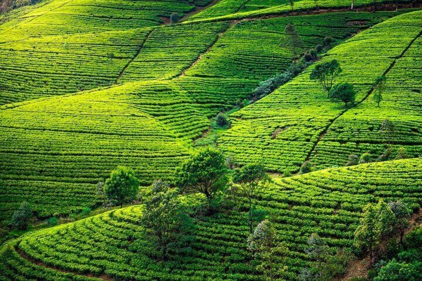 Geragama Tea Plantation