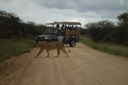 Heldags Gamedrives i Kruger National Park fra Marlothpark