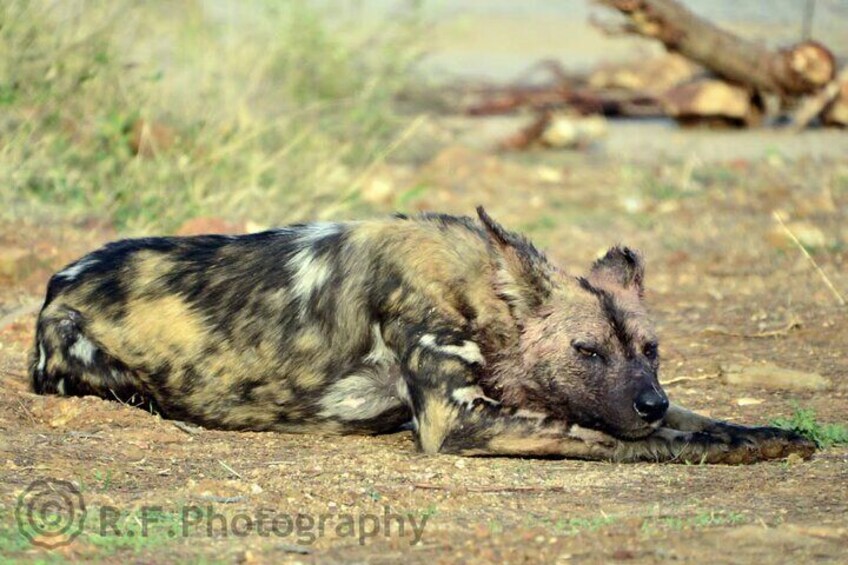 Fullday Gamedrives in Kruger National Park from Marlothpark