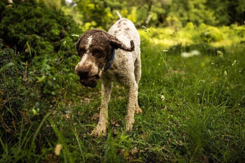 Truffle Hunting at Meteora