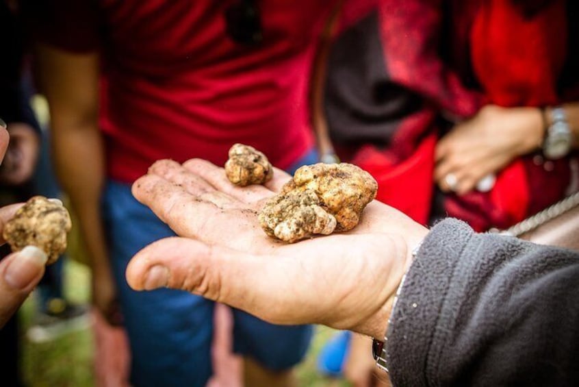 Truffle Hunting at Meteora