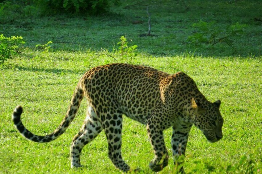 Yala National Park Safari from Balapitiya