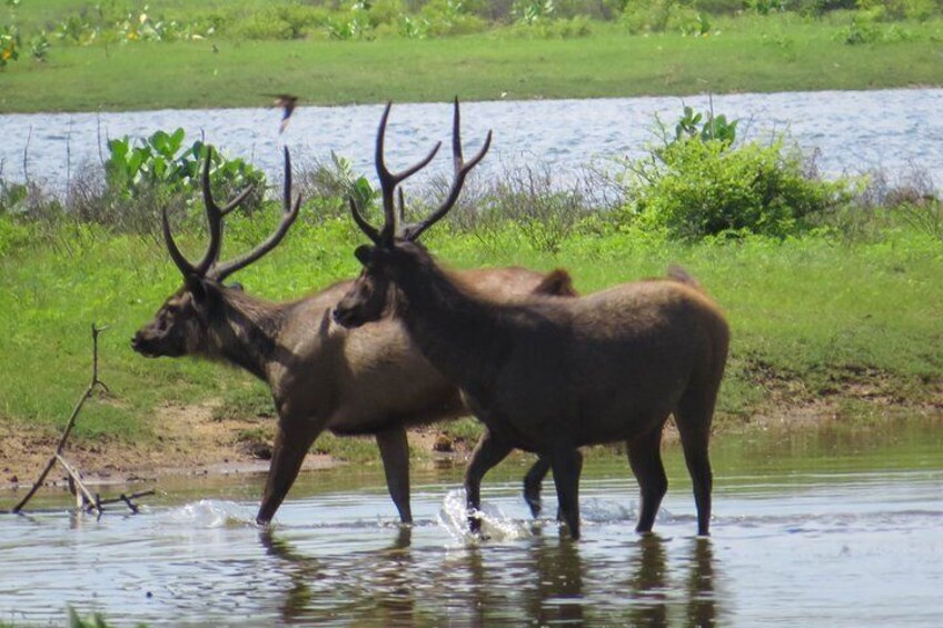 Yala National Park Safari from Balapitiya