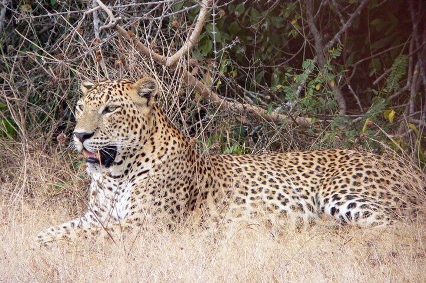 Yala National Park Safari from Balapitiya