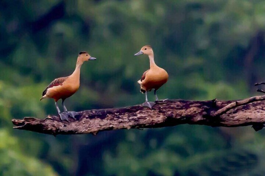 Trekking in Sinharaja Rainforest
