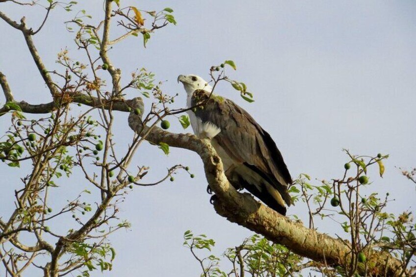 Kaudulla National Park