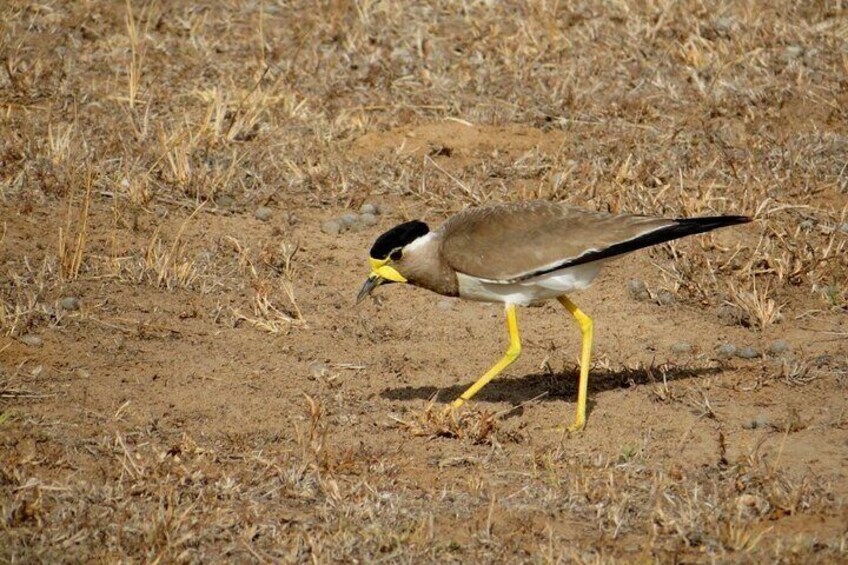 Kaudulla National Park