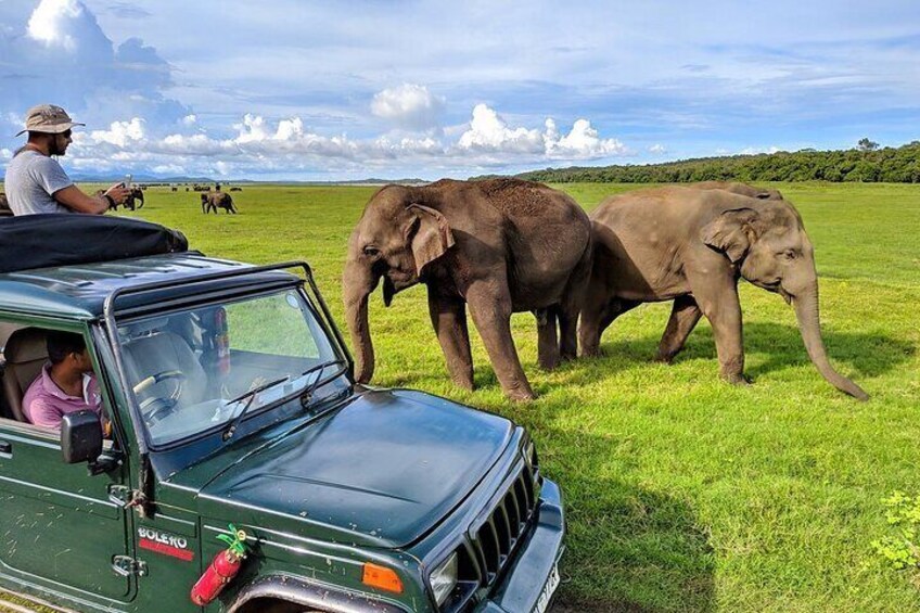 elephants_in_kaudulla_national_park_