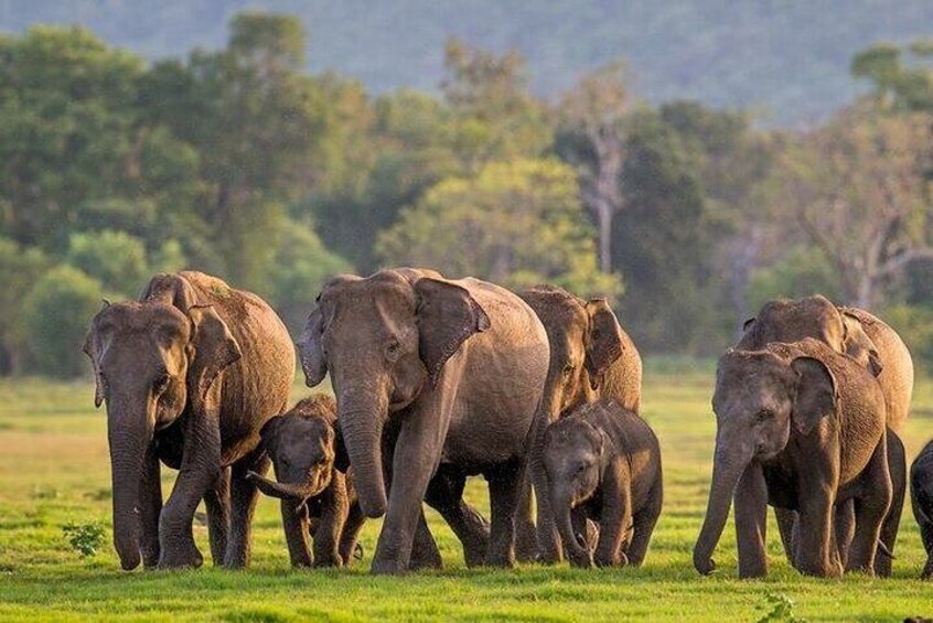 elephants_in_kaudulla_national_park_