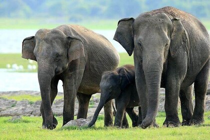 Kaudulla National Park Safari | Jeep with Tickets