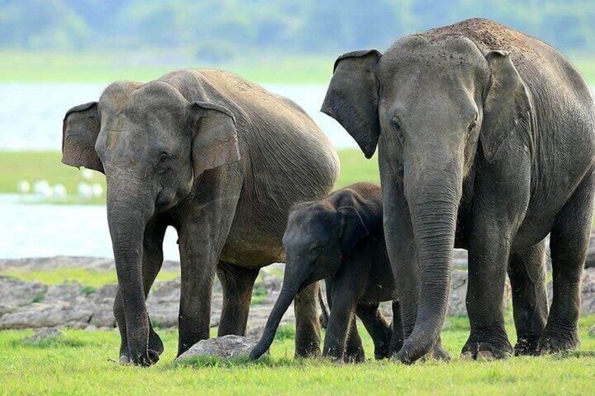 elephants_in_kaudulla_national_park_