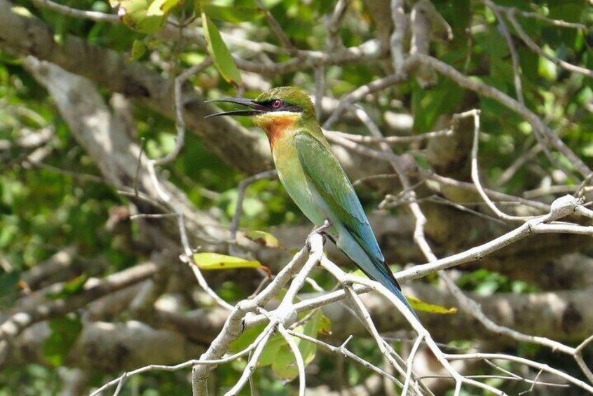 wilpattu national park