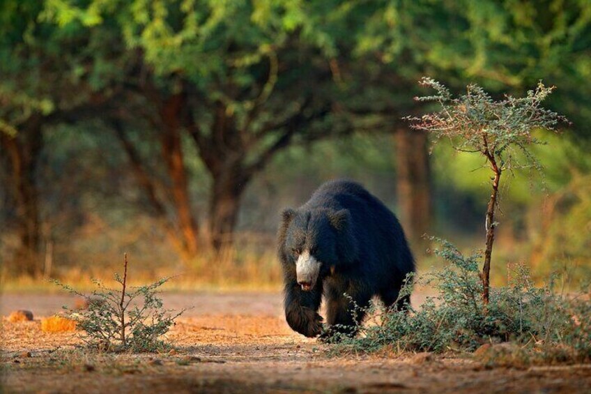 wilpattu_national_park