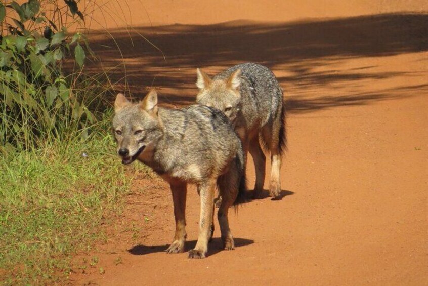 wilpattu national park