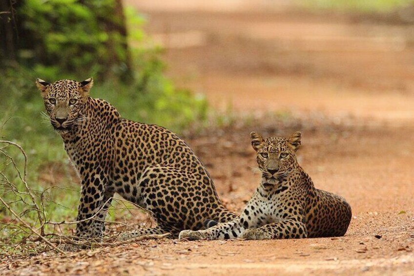 wilpattu_national_park