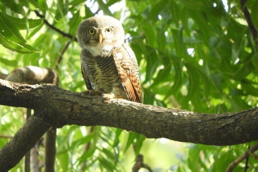 Lunugamwehera National Park