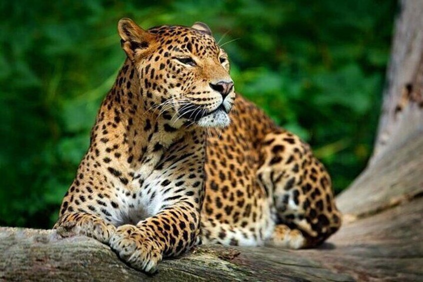 Lunugamvehera National Park Private Safari