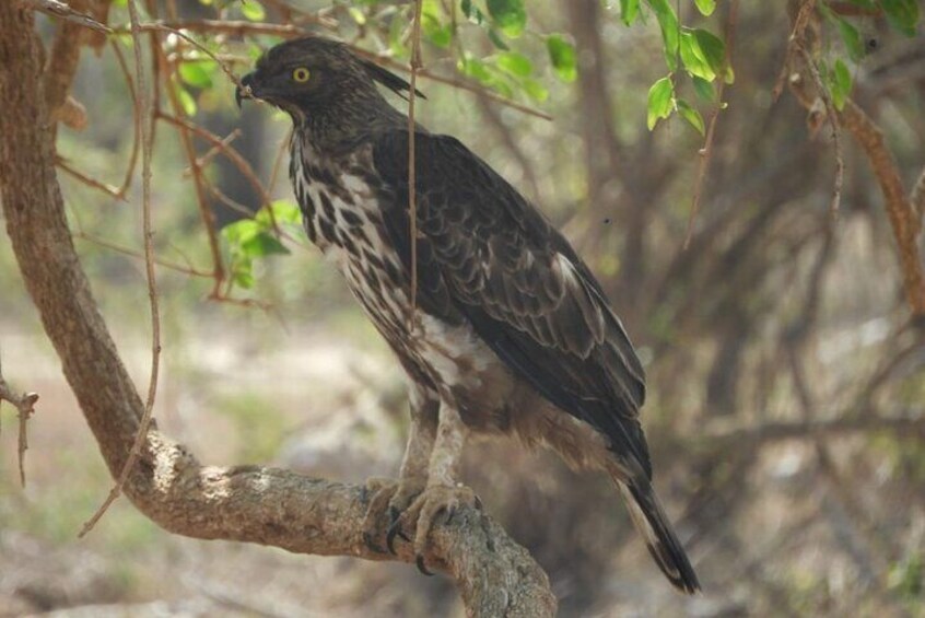 Lunugamwehera National Park