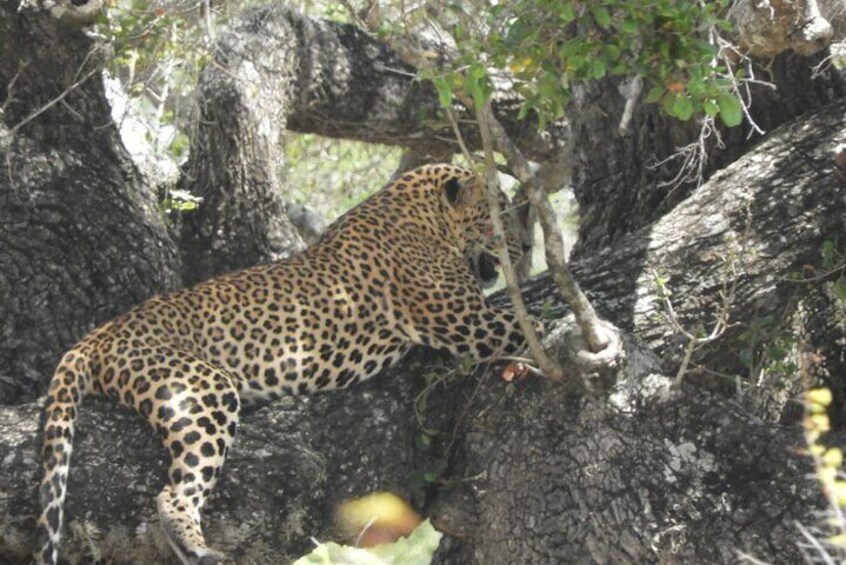 Lunugamwehera National Park
