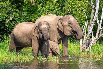 Wasgamuwa National Park Safari | Jeep with Tickets
