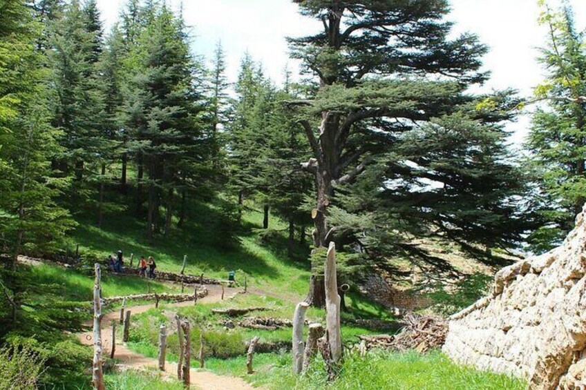 Cedars of God