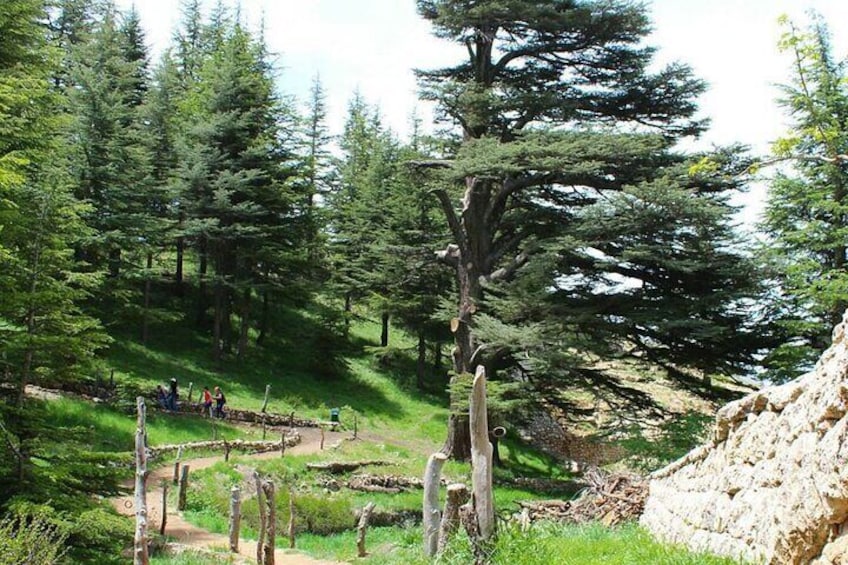 Cedars of God