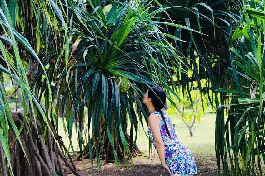 Le Fara or Pandanus