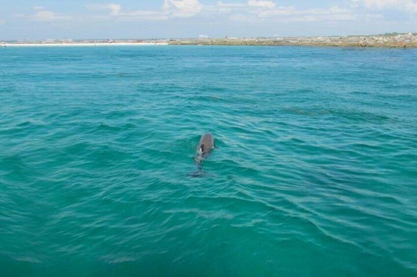 Dolphin Sightseeing Tour on The Footloose Catamaran from Panama City Beach