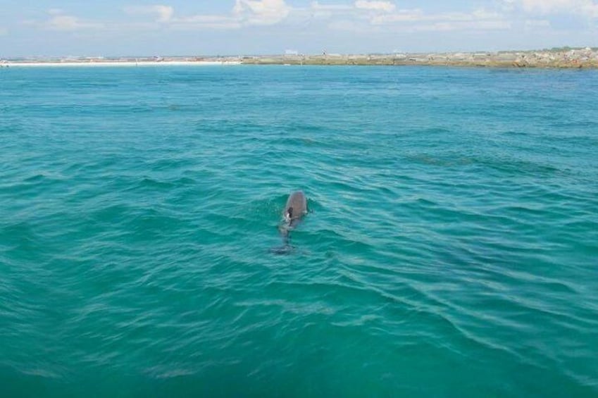 Dolphin Sightseeing Tour on The Footloose Catamaran from Panama City Beach
