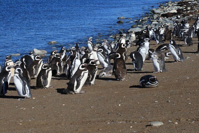 Half Day sailing Magdlena Island Penguin Colony P.Arenas October to March only