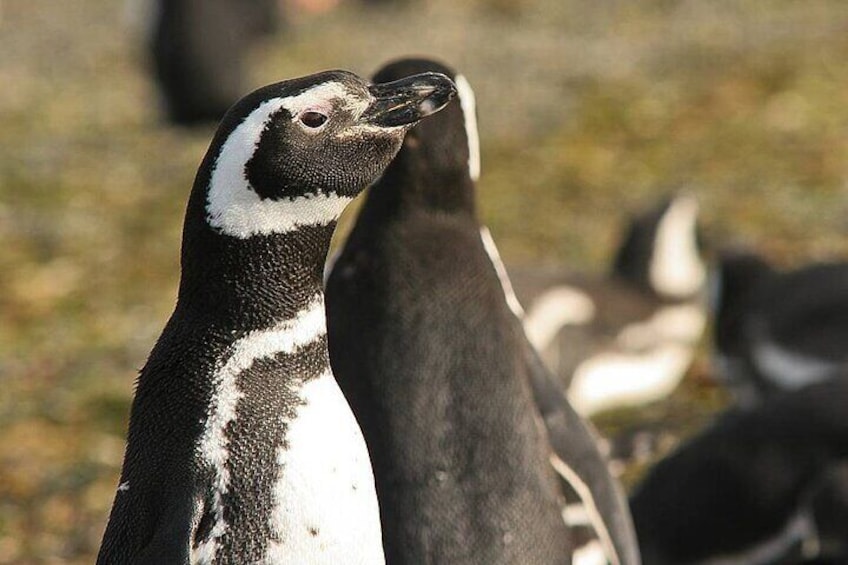 Half Day sailing Magdlena Island Penguin Colony Punta Arenas October to March