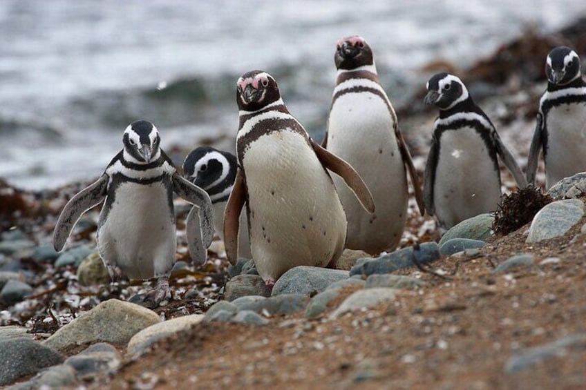 Half Day sailing to Magdlena Island Penguin Colony from Punta Arenas