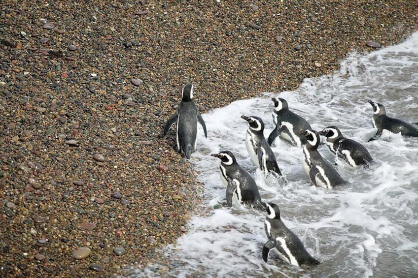 Half Day sailing to Magdlena Island Penguin Colony from Punta Arenas