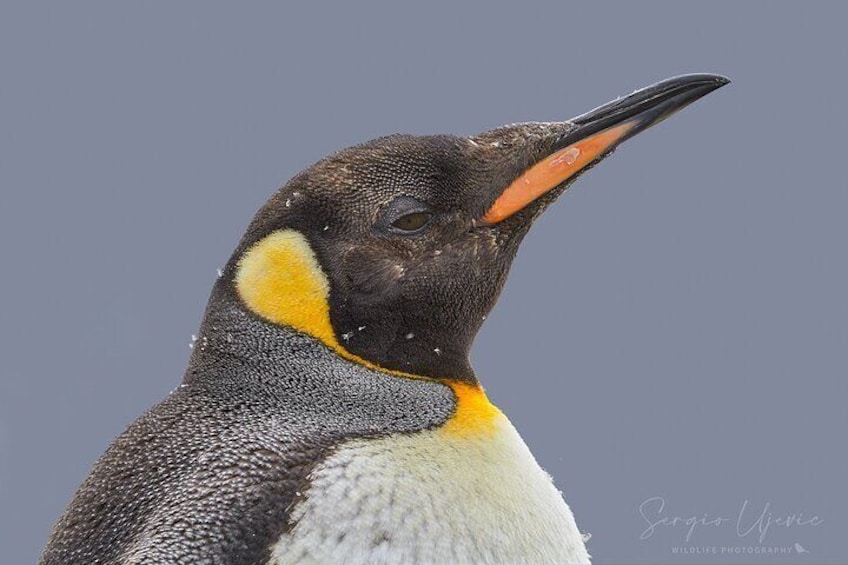 Half Day sailing to Magdlena Island Penguin Colony from Punta Arenas