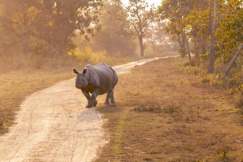 Day Trip to Kaziranga National Park (Guided Private Tour from Guwahati)