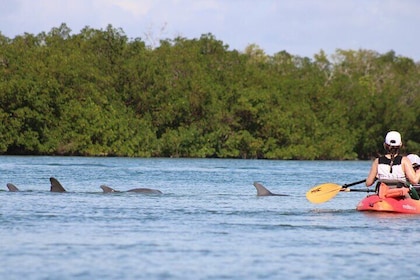 Nauti Exposures - Guided kayak tour through the Mangroves