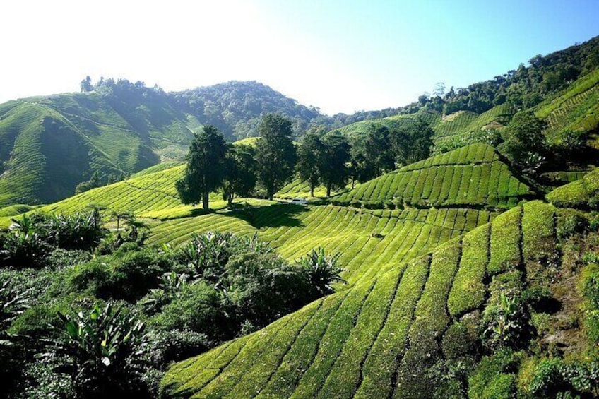 Special Cameron Highlands ~ Day tour;Solo;Couple;Group