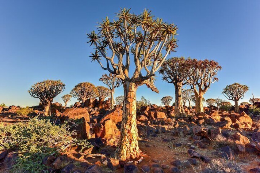 Explore the Quiver Tree Forest