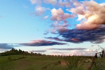 Tuscan Dinner in a Villa in an Ancient Siena Olive Grove