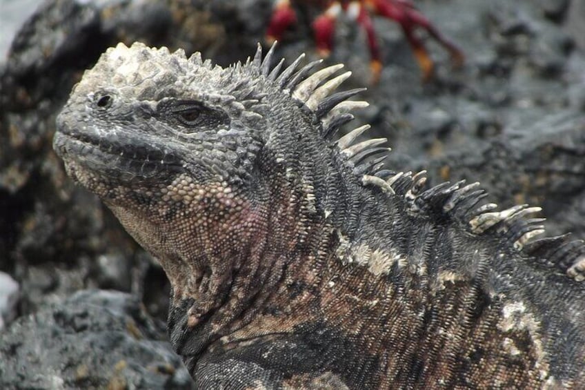 The Best of Ecuador & Galapagos 12 Days / 11 Nights (PRIVATE Trip)