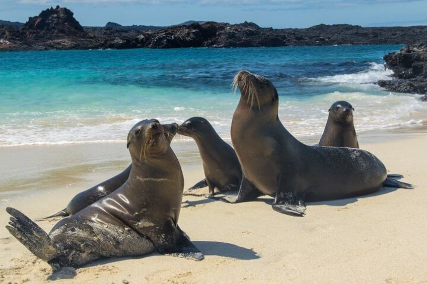 The Best of Ecuador & Galapagos 12 Days / 11 Nights (PRIVATE Trip)