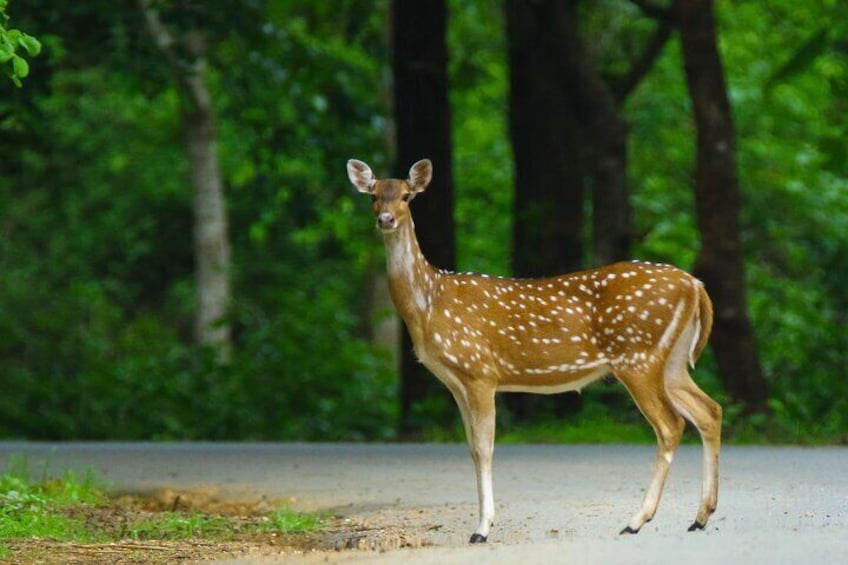 Bangalore to Nagarhole National Park