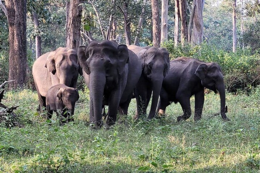 Bangalore to Nagarhole National Park: Wilderness Retreat