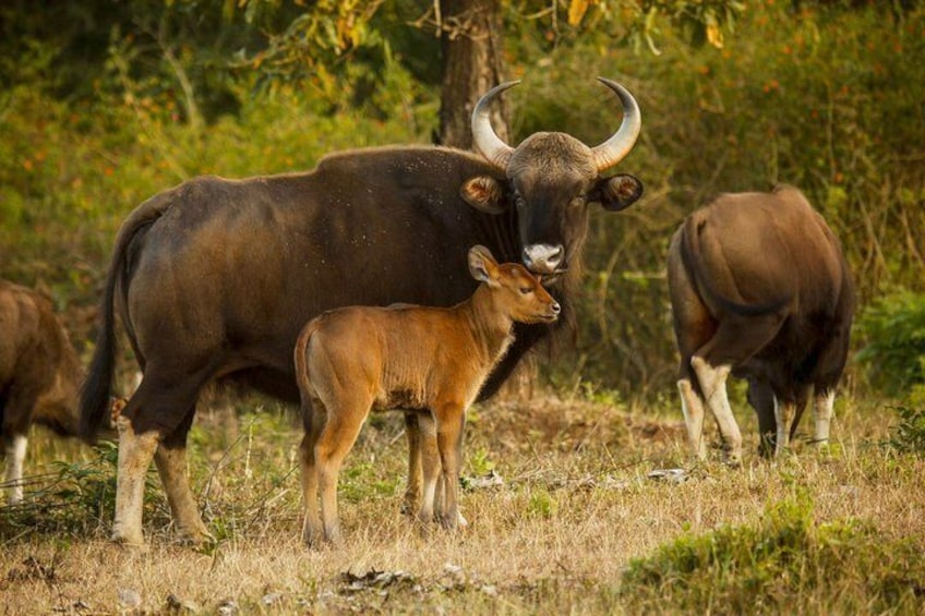 Bangalore to Nagarhole National Park