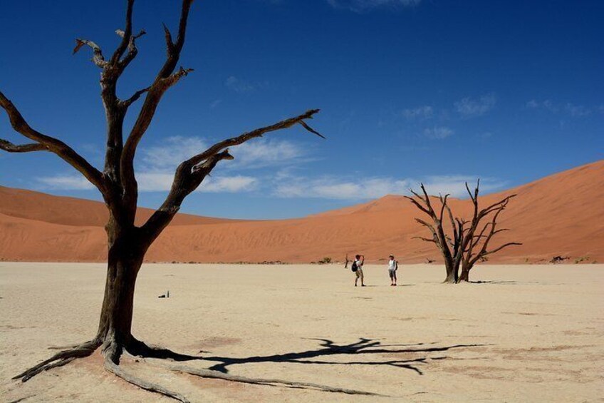 Explore the incredible Deadvlei in the Namib Desert