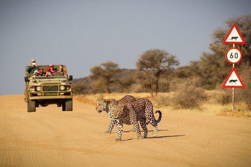 Enjoy a game drive on the Okonjima Nature Reserve